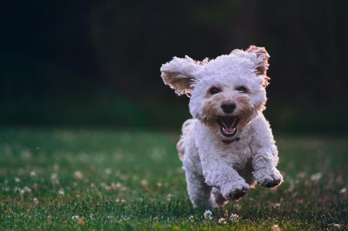 Dog receiving veterinary care